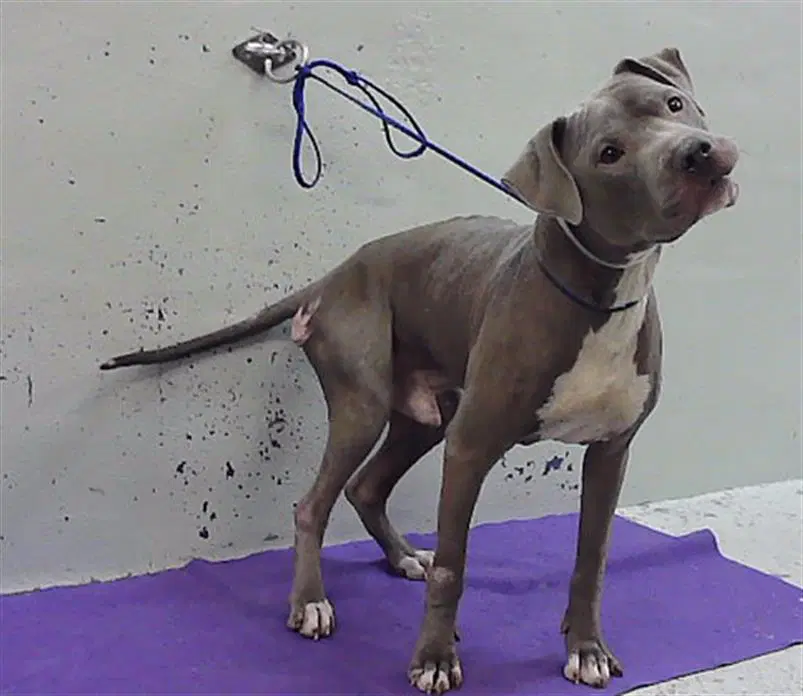 Unknown - Staffordshire Bull Terrier