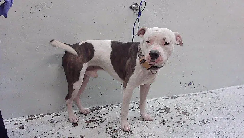Willam - American Staffordshire Terrier