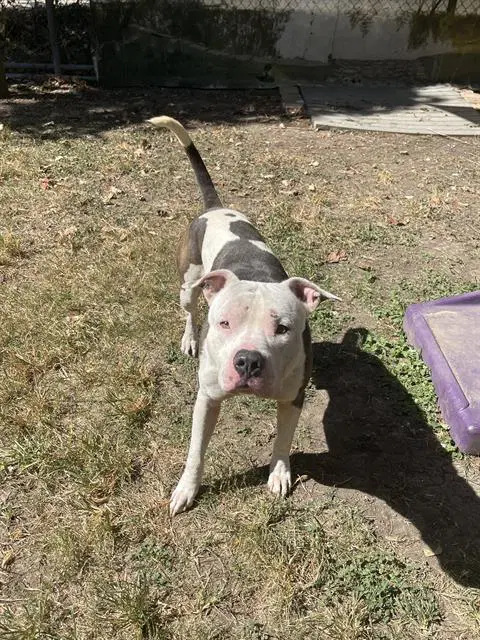 Willam - American Staffordshire Terrier