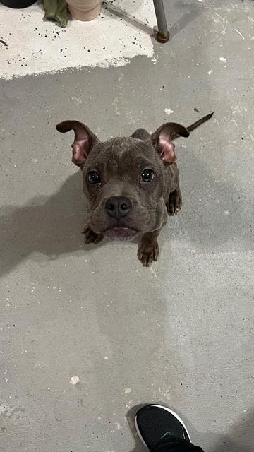 Guppy, Staffordshire Bull Terrier / Mixed (medium coat)