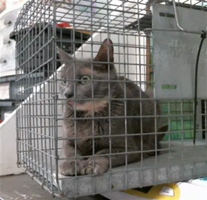 Unknown - Domestic Short Hair