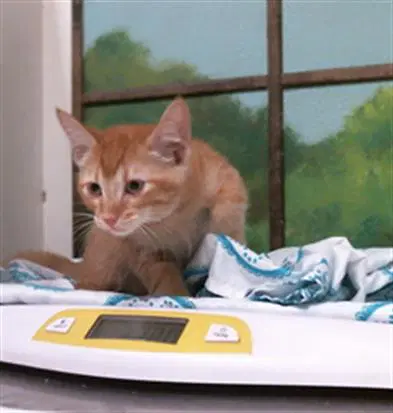 Aragon - Domestic Short Hair