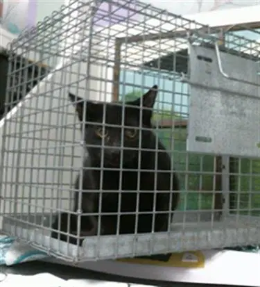Unknown - Domestic Short Hair