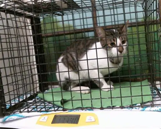 Unknown - Domestic Short Hair