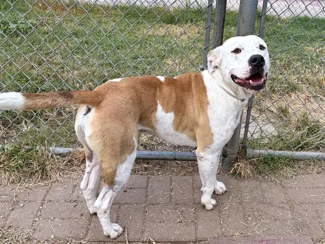 Manotas - Staffordshire Bull Terrier