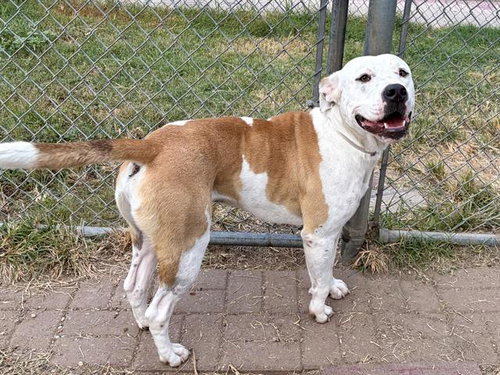 Manotas, Staffordshire Bull Terrier / Mixed (short coat)