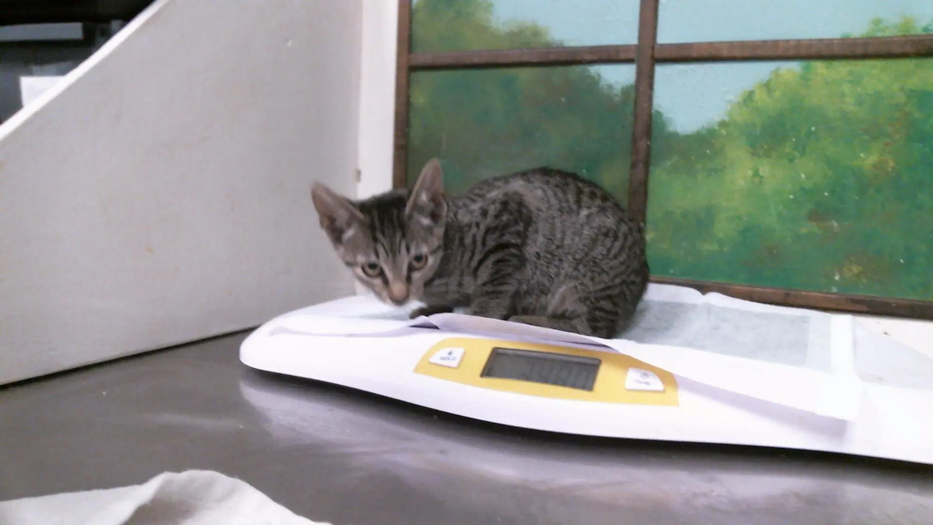 Sol - Domestic Short Hair
