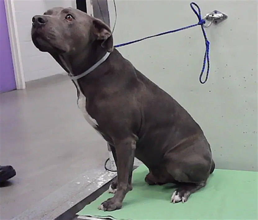 Pilot - Staffordshire Bull Terrier
