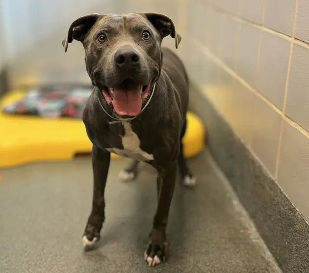 Pilot - Staffordshire Bull Terrier
