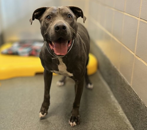 Pilot, Staffordshire Bull Terrier / Mixed (medium coat)