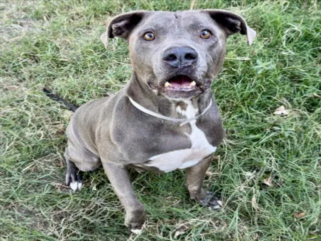 Pilot - Staffordshire Bull Terrier