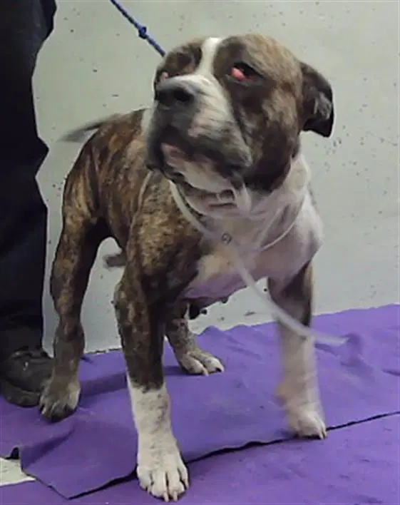 Unknown - American Bulldog