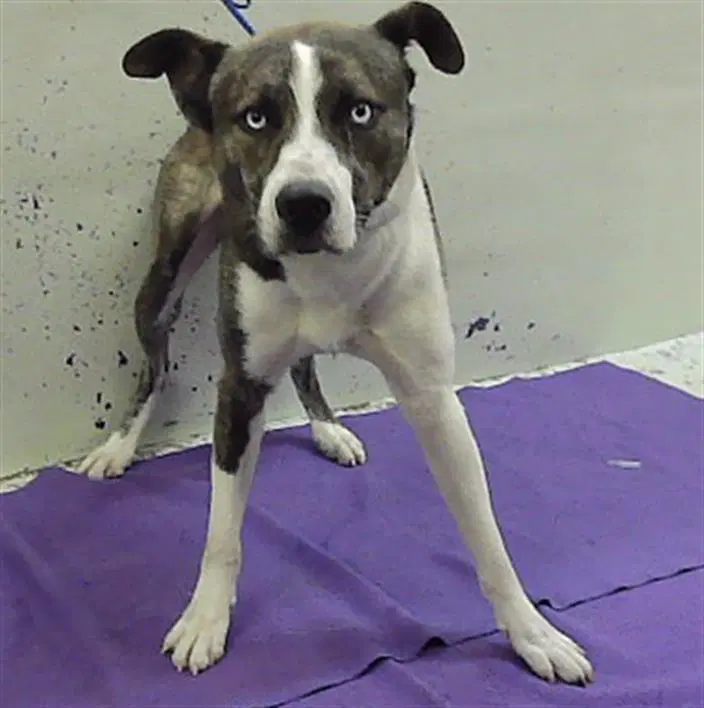 Unknown - Husky
