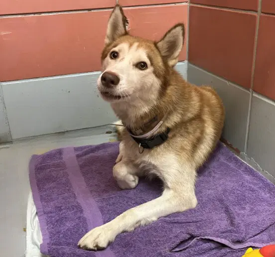 Sienna - Husky