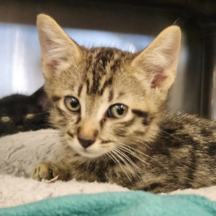 Delayne - Domestic Short Hair