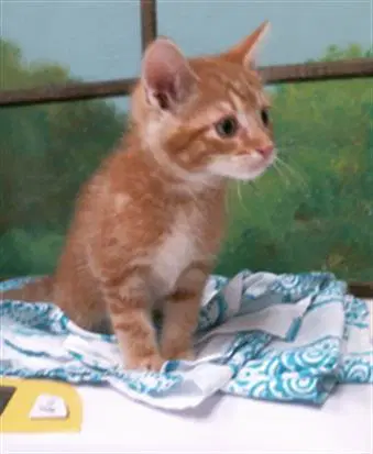 Barnaby - Domestic Short Hair
