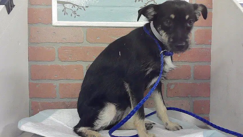 Unknown - Chihuahua