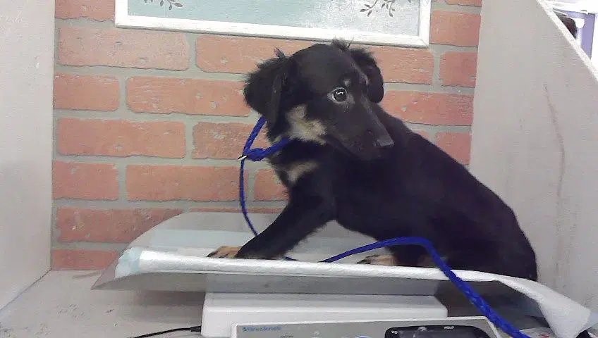 Unknown - Chihuahua
