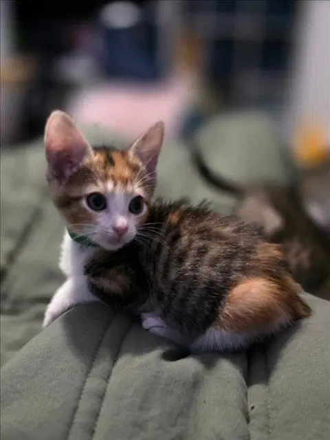 Maggie - Domestic Short Hair