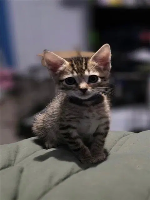 Connie - Domestic Short Hair