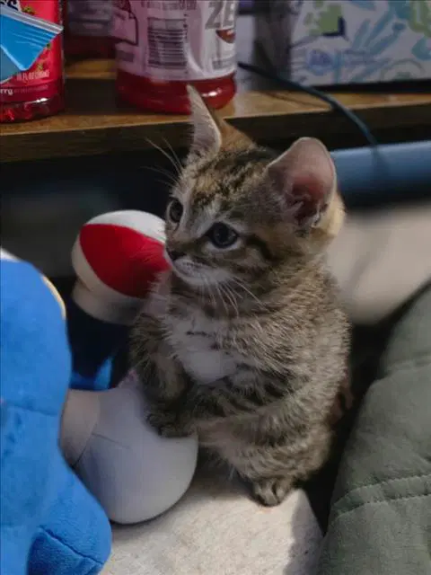 Carol - Domestic Short Hair