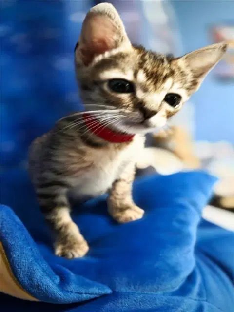 Michonne - Domestic Short Hair