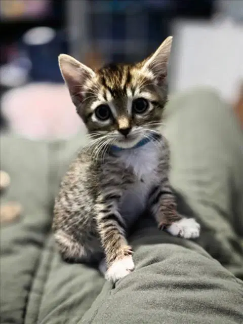 Judith - Domestic Short Hair