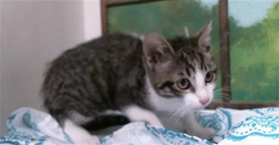 Desboo - Domestic Short Hair