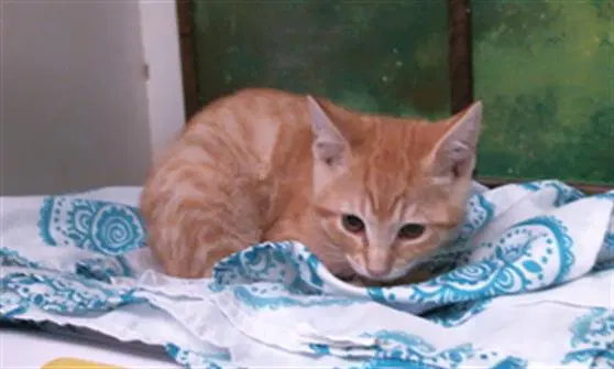 Chester - Domestic Short Hair