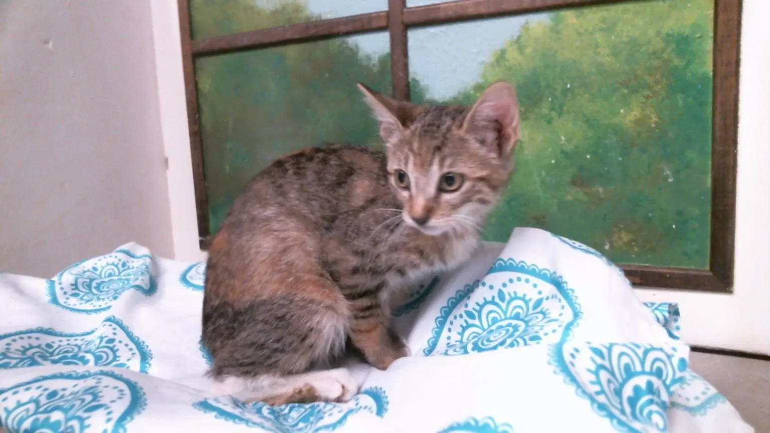 Shari - Domestic Short Hair