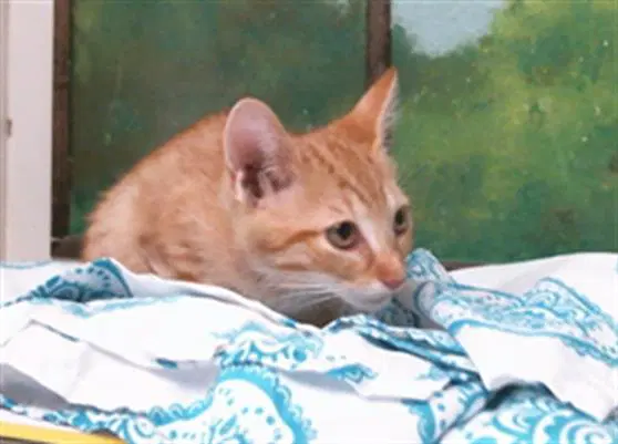 Shaulee - Domestic Short Hair