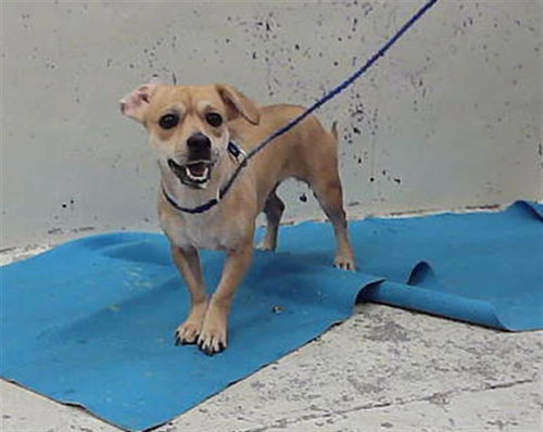 Roger, Chihuahua / Mixed (medium coat)