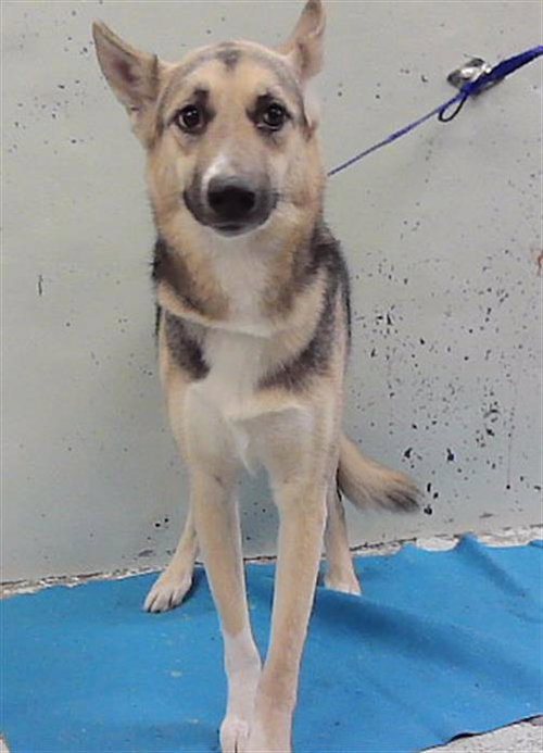 Tara, German Shepherd Dog / Mixed (medium coat)