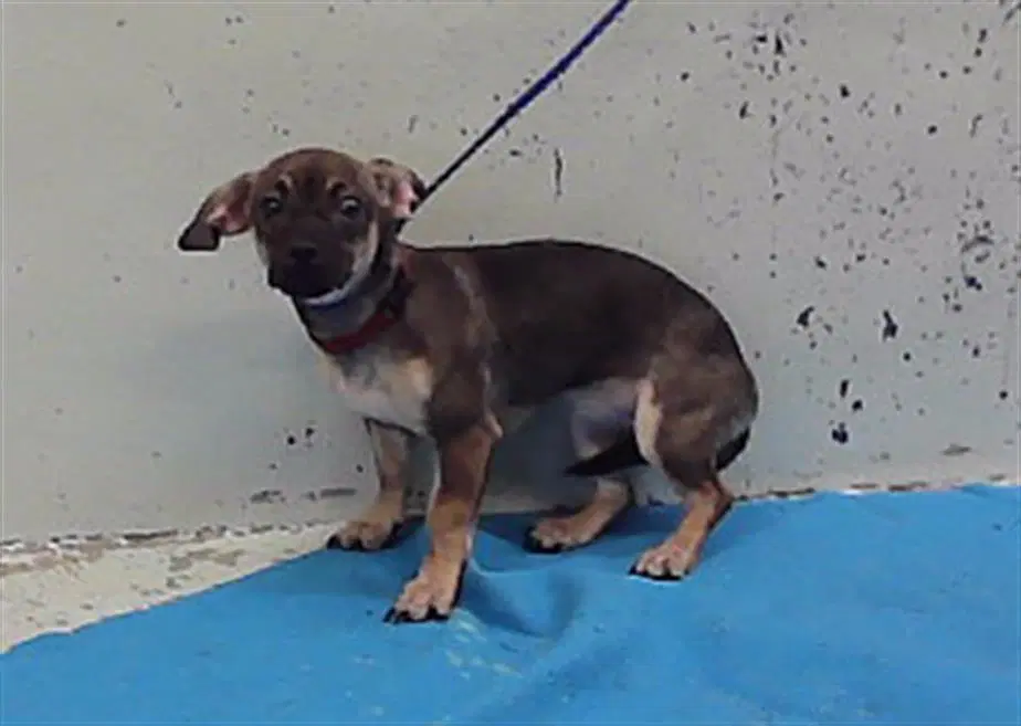 Chole - Chihuahua
