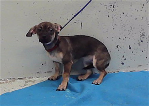 Chole, Chihuahua / Mixed (medium coat)