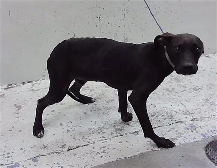 Montie - Staffordshire Bull Terrier