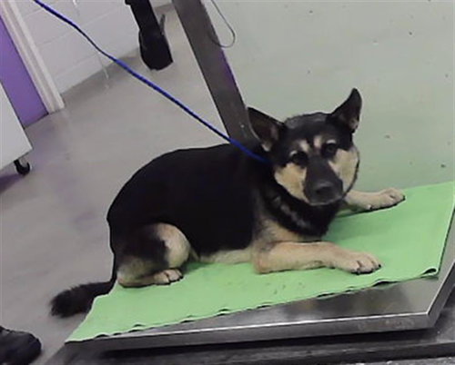 Luigi, German Shepherd Dog / Mixed (short coat)