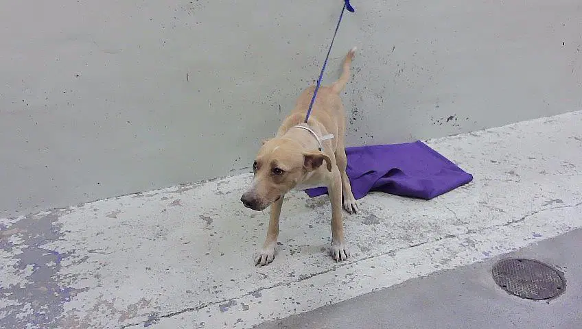 Unknown - Staffordshire Bull Terrier