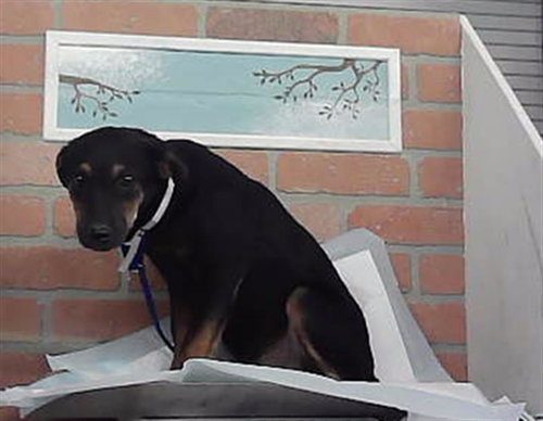 Feather, German Shepherd Dog / Mixed (medium coat)