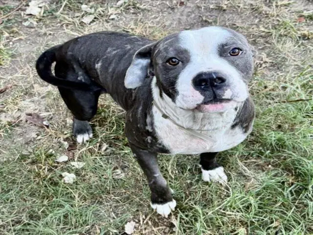 Unknown - Staffordshire Bull Terrier