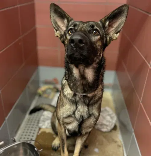 Unknown - German Shepherd Dog