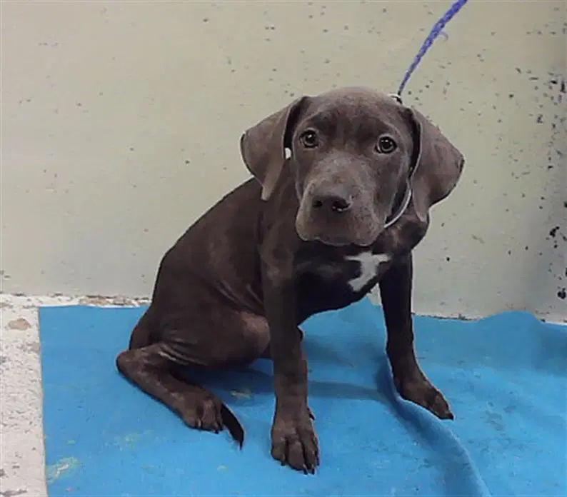 Unknown - Staffordshire Bull Terrier