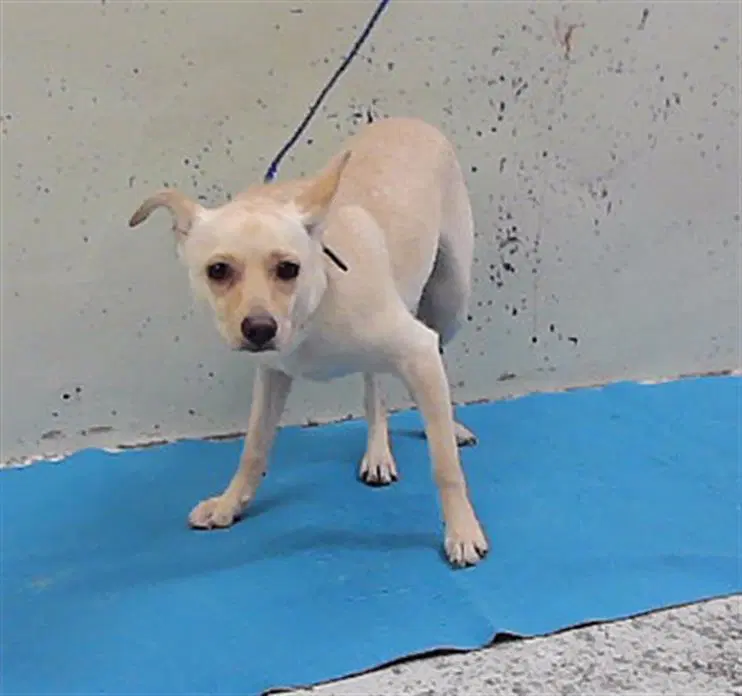 Tiana - Chihuahua