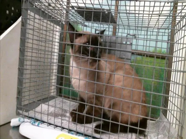 Megan - Siamese