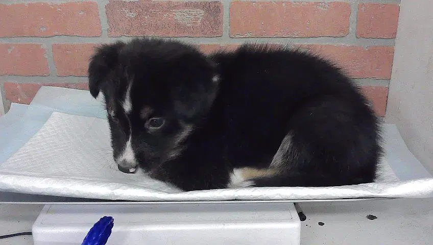 Sega - Siberian Husky