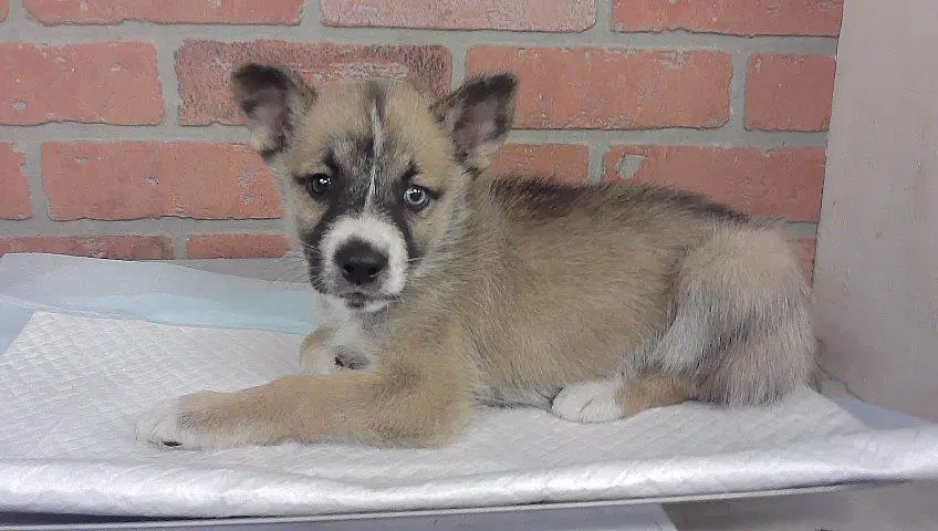 Sarren - Siberian Husky