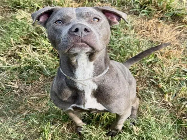 Mila - Staffordshire Bull Terrier