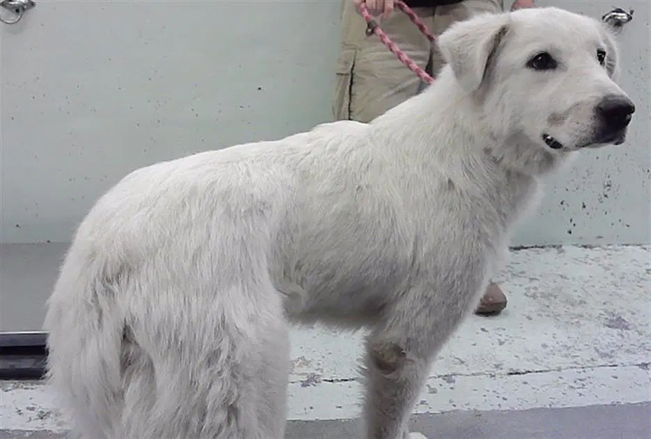 Tara - Great Pyrenees
