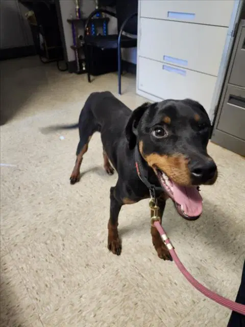 Violet - Doberman Pinscher