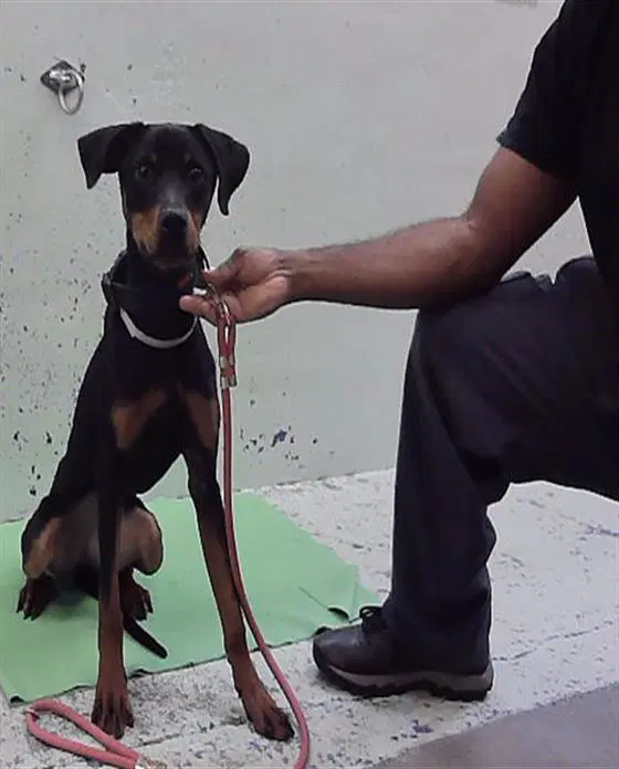 Violet - Doberman Pinscher